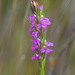 Muraltia filiformis - Photo 由 Chris Whitehouse 所上傳的 (c) Chris Whitehouse，保留所有權利
