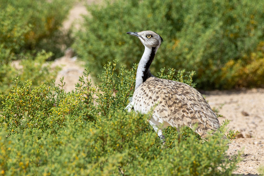 Asian Houbara photo