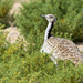 Macqueen's Bustard - Photo (c) kingmaphotos, all rights reserved, uploaded by kingmaphotos