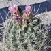 Sclerocactus pinkavanus - Photo (c) Miguel González Botello, all rights reserved, uploaded by Miguel González Botello