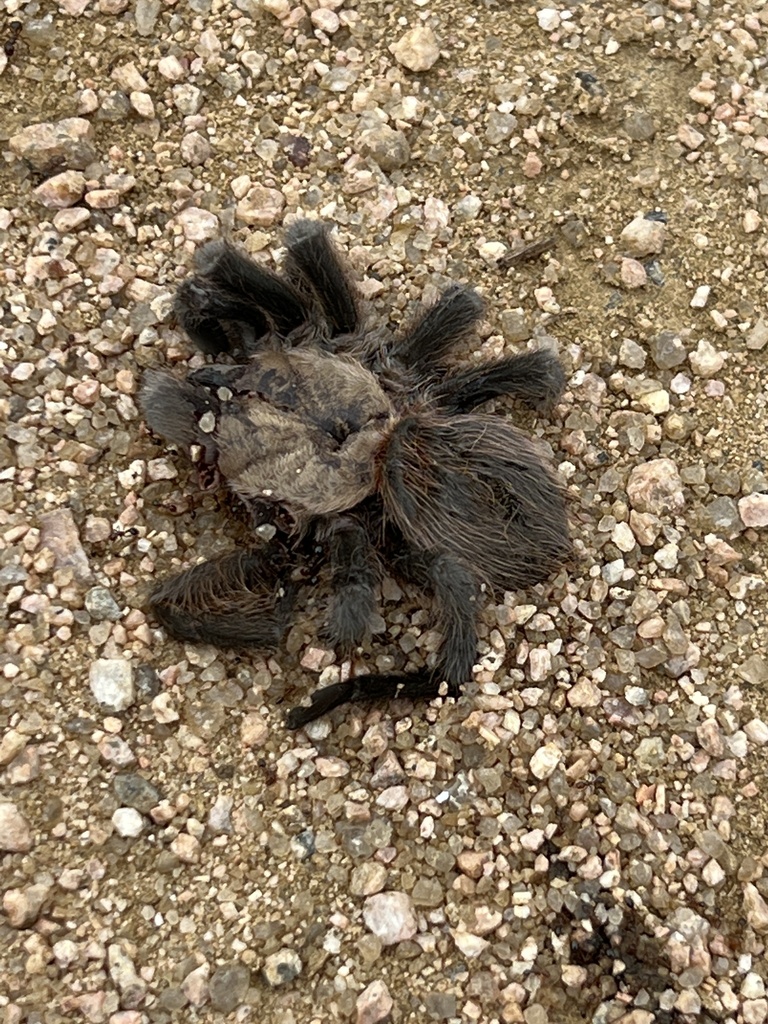 Texas Brown Tarantula from Lady Bird Johnson Wildflower Center, Austin