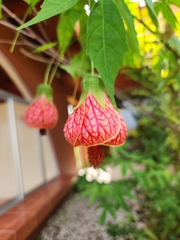 Callianthe picta image