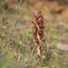 Greater Broomrape - Photo (c) 异草志, all rights reserved, uploaded by 异草志