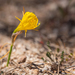 Hoop-petticoat Daffodil - Photo (c) 异草志, all rights reserved, uploaded by 异草志