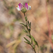 Andalucian Restharrow - Photo (c) 异草志, all rights reserved, uploaded by 异草志