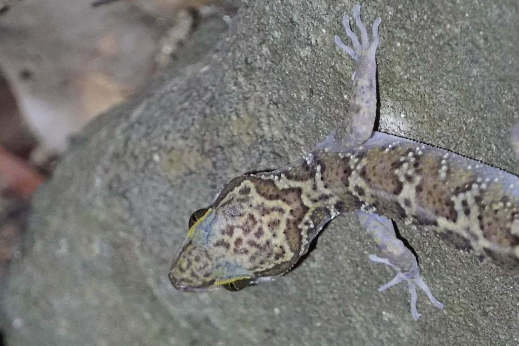 Pulo Condore Bow-fingered Gecko