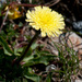 Lettuce Hawkweed - Photo (c) Tig, all rights reserved