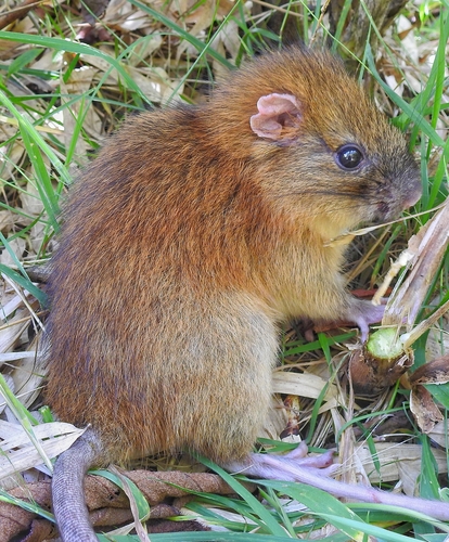 White-tailed Olalla Rat (Olallamys albicauda) — Data Deficient Mammalia