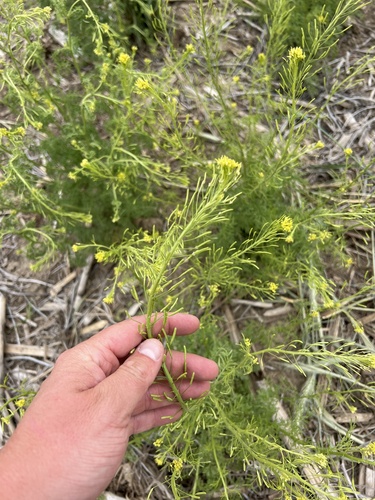 Western Tansymustard