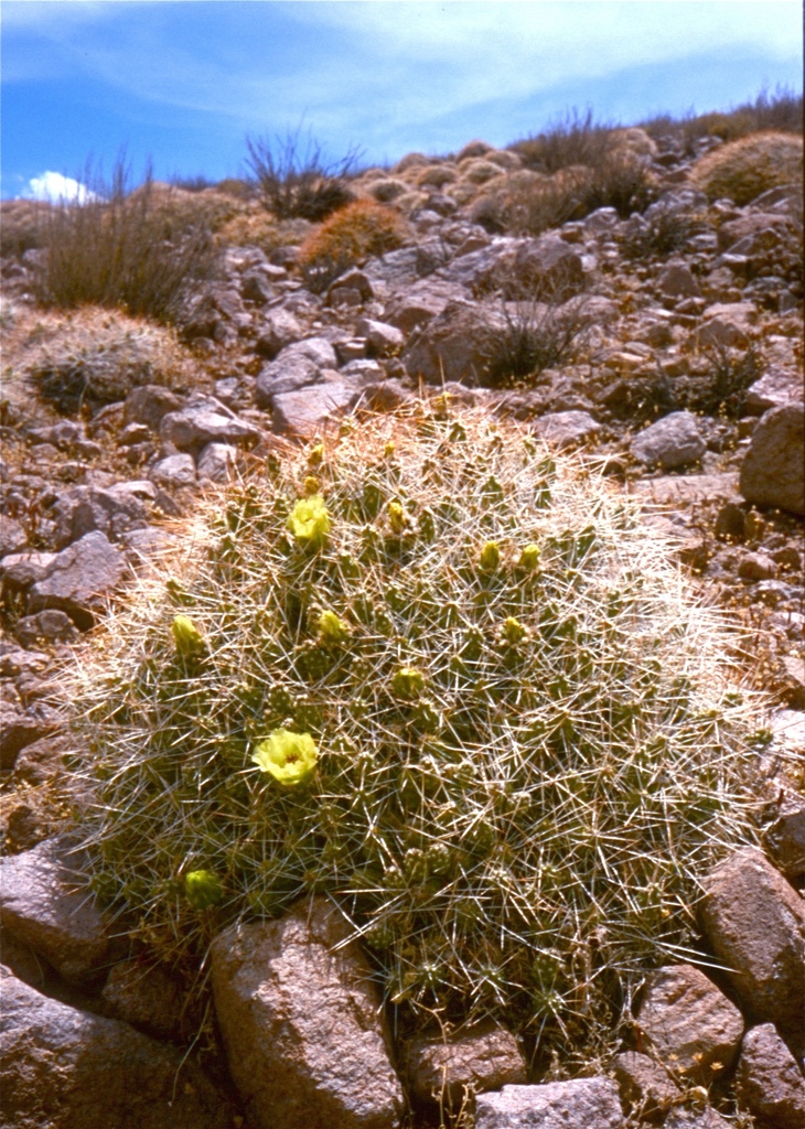 Maihueniopsis