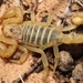 Paruroctonus shulovi nevadae - Photo (c) William Phillips, kaikki oikeudet pidätetään, lähettänyt William Phillips