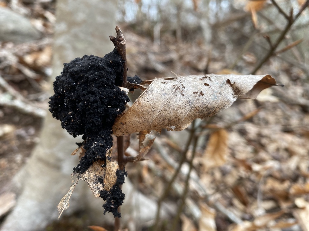 Honeydew Eater from South Dartmouth, MA, US on April 15, 2023 at 1012