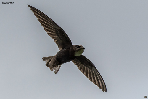 Little Swift