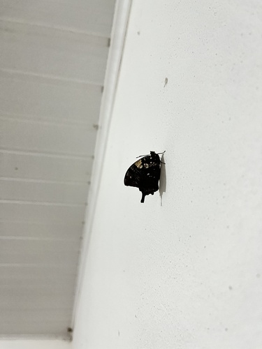 Silver-studded Leafwing