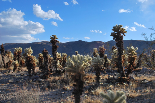 Teddybear Cholla