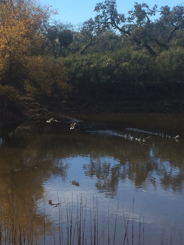 iNaturalist observation photo of Mallard
