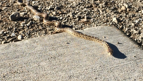 iNaturalist observation photo of Pacific Gopher Snake