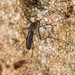 Aedes antipodeus - Photo (c) Danilo Hegg, todos los derechos reservados, subido por Danilo Hegg