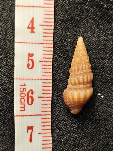Strictispira solida
