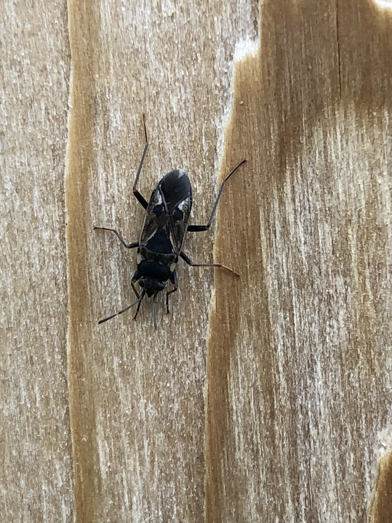 bright-spotted groundbug from Vashon Island, Vashon, WA, US on April 14 ...