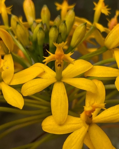 Melinanthum Orchid
