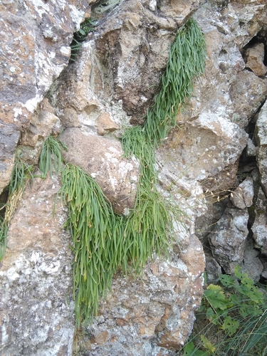 Klokvormig lijmkruid (Silene campanula)