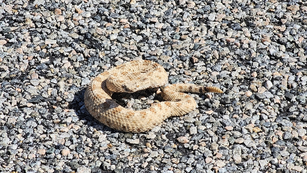 Colorado Desert Sidewinder from Riverside County, CA, USA on April 15 ...