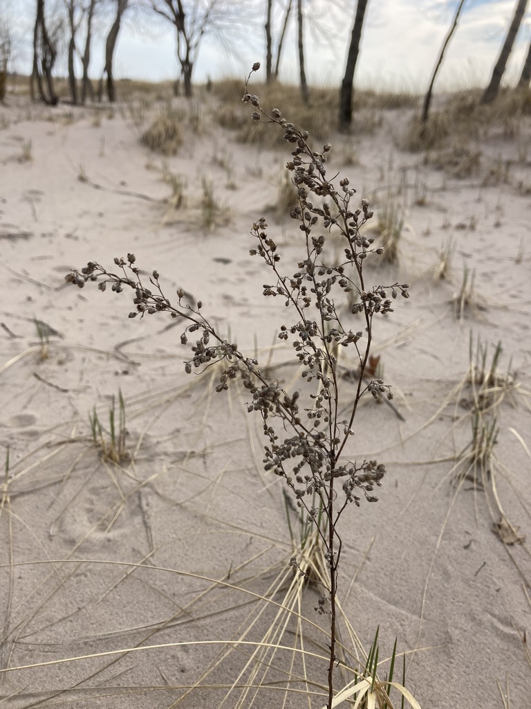dicots from Pine Grove Rd, Pulaski, NY, US on April 15, 2023 at 0502
