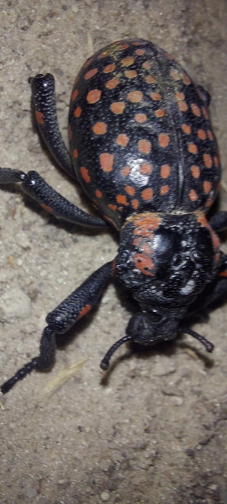 Red-spotted Lily Weevil (Brachycerus ornatus) · iNaturalist