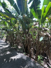 Heliconia mariae image