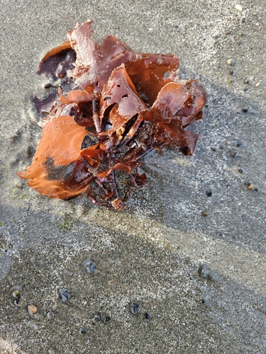 Constantinea subulifera