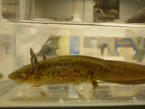 Blunt-headed Salamander