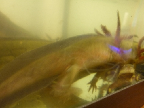 Blunt-headed Salamander