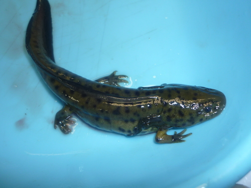 Blunt-headed Salamander