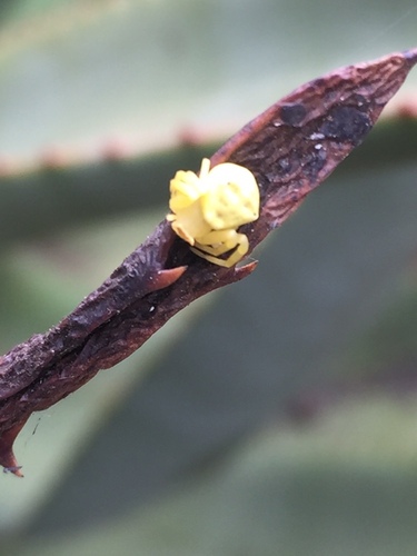 Thomisus citrinellus