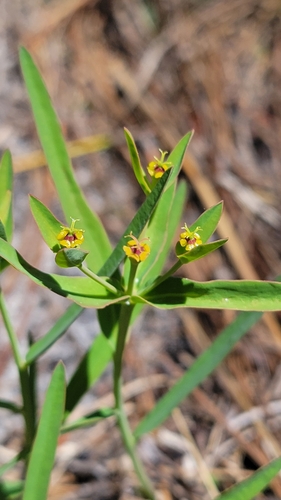 Florida pineland spurge (Euphorbia inundata)
