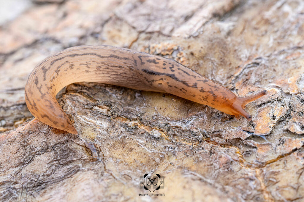 Threeband Slugs from 美国加利福尼亚圣迭戈拉霍亚 on April 15, 2023 at 10:08 PM by ...