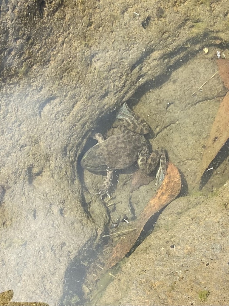 American Bullfrog from Hawaiʻi, Hilo, HI, US on April 15, 2023 at 1013 AM by Stu Nielsen