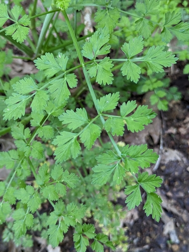 Hemlock Water-dropwort
