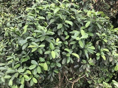 Image of Magnolia mashpi