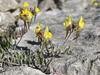 Prostrate Toadflax - Photo (c) Thomas Silberfeld, all rights reserved, uploaded by Thomas Silberfeld