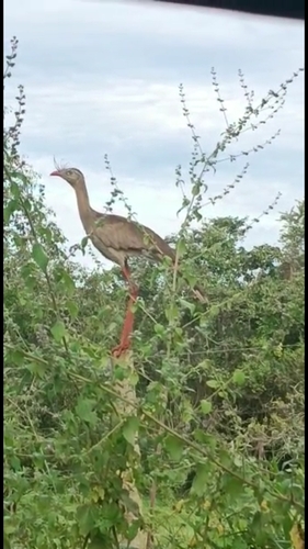 Red-legged Seriema
