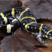 Ringed Salamander - Photo (c) Jake Scott, all rights reserved, uploaded by Jake Scott