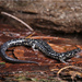 Sequoyah Slimy Salamander - Photo (c) Jake Scott, all rights reserved, uploaded by Jake Scott