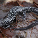 Kiamichi Slimy Salamander - Photo (c) Jake Scott, all rights reserved, uploaded by Jake Scott