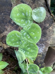 Monstera tuberculata image