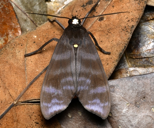 Pachydota punctata