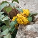 Berberis alpina - Photo (c) Vanne Herrera, all rights reserved, uploaded by Vanne Herrera