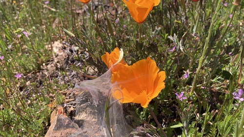 iNaturalist observation photo of California poppy