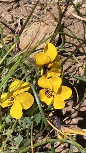 iNaturalist observation photo of California Golden Violet